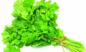 coriander
