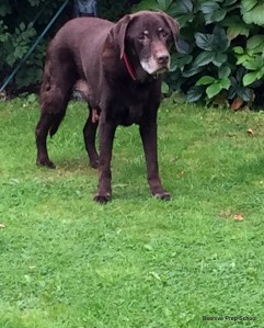 Bosley just before his op